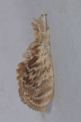 Caelestomorpha