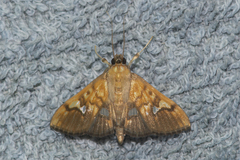 Nosophora semitritalis