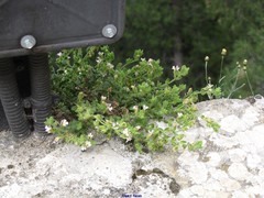 Chaenorhinum villosum