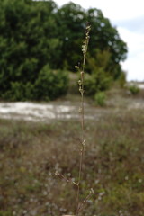 Bupleurum affine