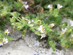 Chaenorhinum villosum