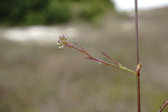 Bupleurum affine