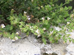 Chaenorhinum villosum