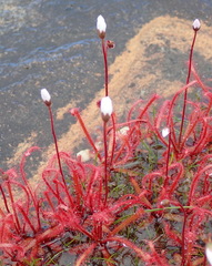 Drosera alba