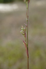 Bupleurum affine