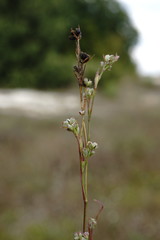 Bupleurum affine