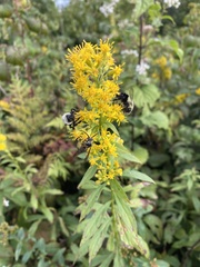 Solidago roanensis