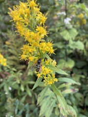 Solidago roanensis