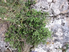 Rhamnus myrtifolia