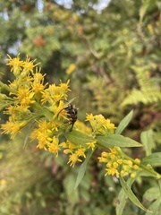 Solidago roanensis