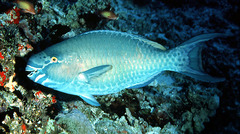 Redbarred Parrotfish photo 4