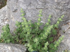 Marrubieae