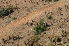 Aloe marlothii marlothii