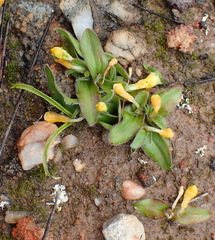 Moraea luteoalba