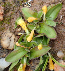 Moraea luteoalba