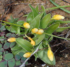 Moraea luteoalba