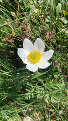 Pulsatilla alpina