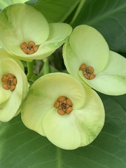 Euphorbia milii