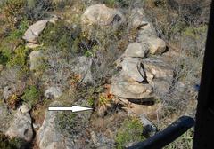 Aloe marlothii marlothii