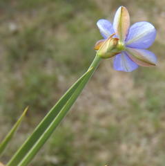 Aristea pusilla