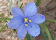 Aristea pusilla