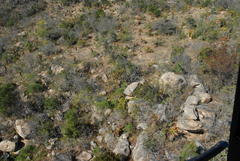 Aloe marlothii marlothii
