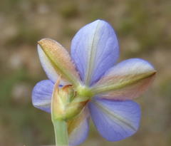 Aristea pusilla