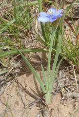 Aristea pusilla