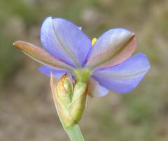 Aristea pusilla