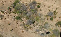 Aloe marlothii marlothii