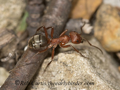 Formica sanguinea
