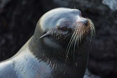 Arctocephalus galapagoensis