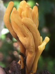 Clavulinopsis corniculata