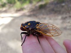 Macrotristria angularis