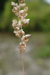 Briza humilis