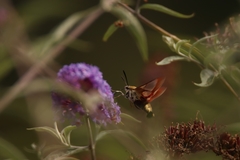 Hemaris fuciformis