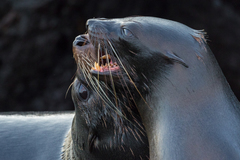 Arctocephalus galapagoensis