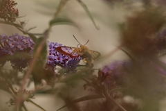 Hemaris fuciformis