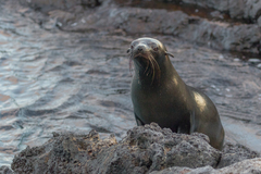 Arctocephalus galapagoensis