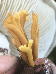 Clavulinopsis corniculata