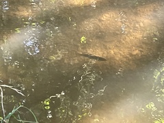 Salmo trutta