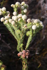 Berzelia rubra