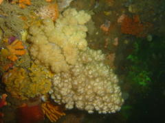 Eunephthya thyrsoidea