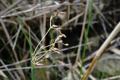 Schoenoplectus litoralis