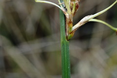 Schoenoplectus litoralis