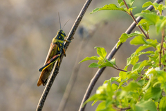 Schistocerca melanocera