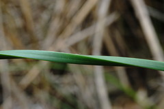 Schoenoplectus litoralis