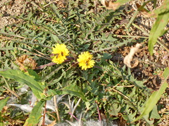 Taraxacum pectinatiforme