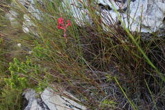 Tritoniopsis pulchra