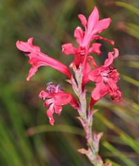 Tritoniopsis pulchra